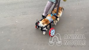 Корги на колесах