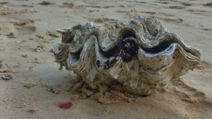 Крадан. Под водой.