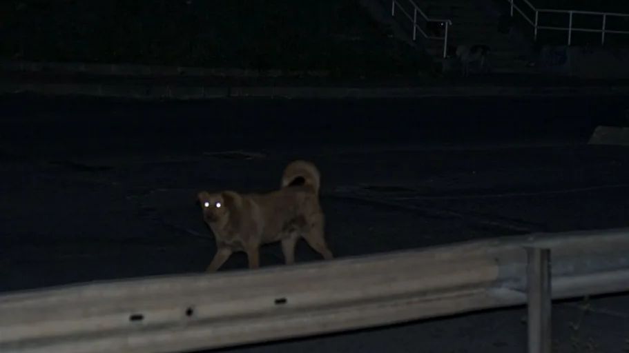 Нападение бешеной собаки