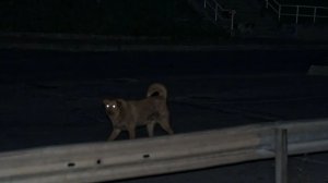 Нападение бешеной собаки