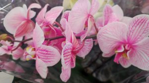 Наша поездка за цветами в "Лемана Про".За весенним настроением.Позитивная суббота.