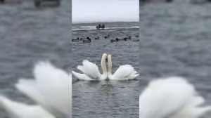 Вот таким не хитрым способом лебедь заслужил любовь лебёдушки.Он отогнал соперника.