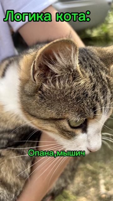Если бы животные умели разговаривать😜 смотреть онлайн