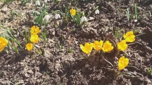 С первым днём весны!