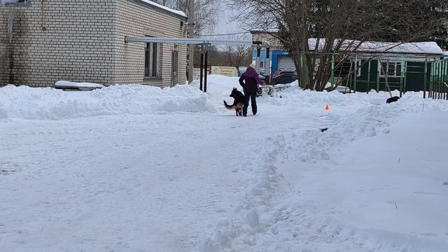 1.  выражено/перв HEOPS DI FIAMMA VIVO (Helios di Fosco Aidas – Goldene Bienenstock Viaredzhio)