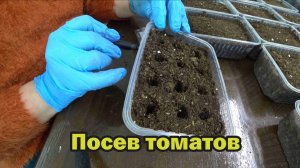 В начале марта начинаем сеять томаты