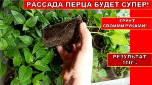 Что надо знать о Рассаде ПЕРЦА БЕЗ ПИКИРОВКИ! Из чего состоит Грунт своими руками 333