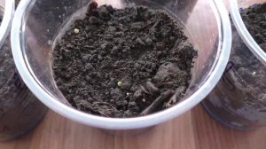 Всходы рассады баклажанов появились через пять дней