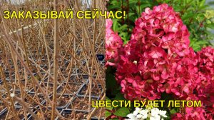 Почему стоит заказывать саженцы гортензии в марте? Отправка в спящем состоянии.