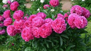 Весенние подкормки пионов — секрет роскошного цветения!