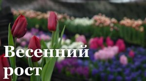 Какие цены на цветы в ЛНР перед 8 марта? / События недели