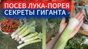 Посадка лука порея на рассаду. Почему мой порей всходит, как подстриженный газон