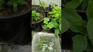 как бороться с мучнистой росой? прошу совета.