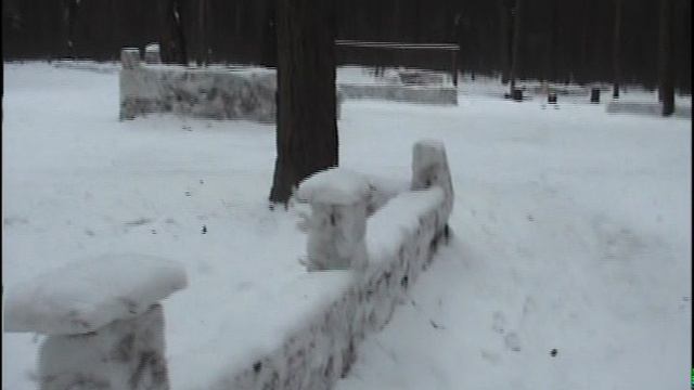 Лес Телеши. Дорога.