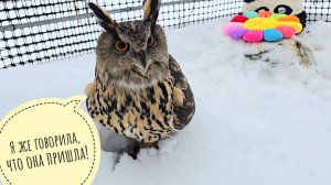 Сова филин Ёль встречает весну по жопоньку в снегу. УГУ!