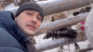 Зимой Северные Олени без рогов в Карелии