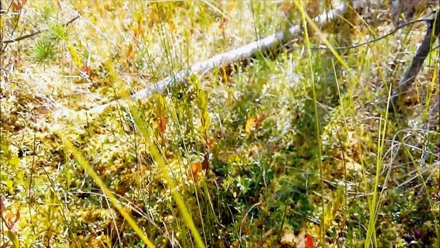 РЕЛАКС видео  Красивая ПРИРОДА под ПРИЯТНУЮ музыку