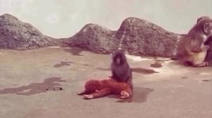 Малыш Панч, кажется, слишком сильно сблизился со своей игрушкой