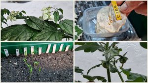 Проверяю посевы и всходы🌱  Обход оранжереи.