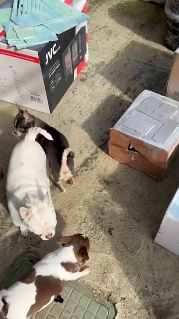 Маленькие помогаторы.