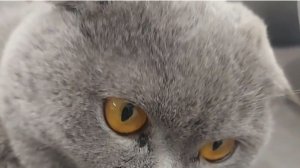 Вот такая я - красотка желтоглазая!