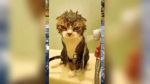 ВИРУСНЫЕ_ВИДЕО_Сборник_самые_смешные_моменты_№1