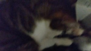 АХАХАХАХА КОТЫ ПОД МУЗЫКОЙ ХАХАХАХА! Кст разрабы музыку я сама создавала в специальном приложении.