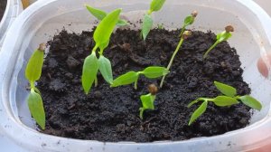 Моя рассада перцев растет без подсвечивания.