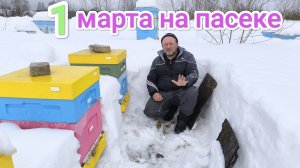 Как зимуют пчёлы в ульях ППС и лежаке. Пчеловодство Владимирской области.