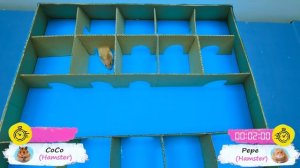 Приключения хомячка: 5-уровневый радужный лабиринт-пирамида в игре Hamster Stories