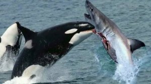 Вот оказывается Как на самом деле охотиться касатки