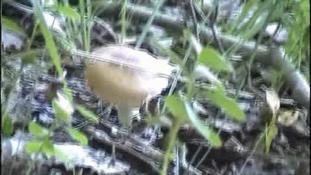 На озере Чистик. Пржевальское. Смоленск.