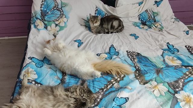 Коты - оккупанты