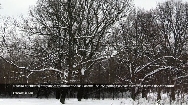 Дневник натуралиста: наблюдение за  природой в средней полосе России Февраль 2026г