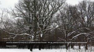 Дневник натуралиста: наблюдение за  природой в средней полосе России Февраль 2026г