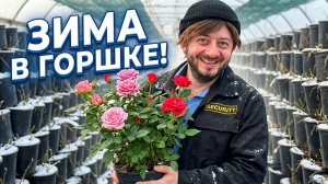 Как зимуют розы в горшках.