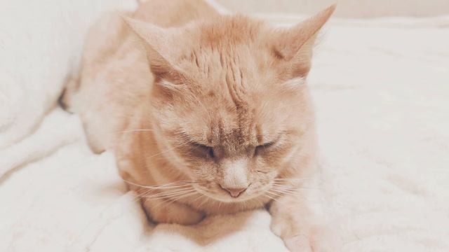 Рыжий кот спит. ч.6 смотреть онлайн