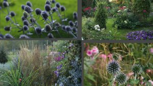 Многолетники августа и сентября. Северо-Западный регион.