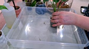 ЦВЕТОЧНЫЕ ДЕЛА.КОМНАТНЫЕ РАСТЕНИЯ(ЦВЕТЫ).