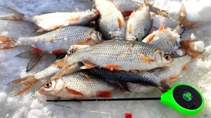 РЫБА ЛОМАЕТ КРЮЧОК. УЛОВИСТАЯ лунка с ПЛОТВОЙ. Рыбалка на ОЗЕРНЕ.