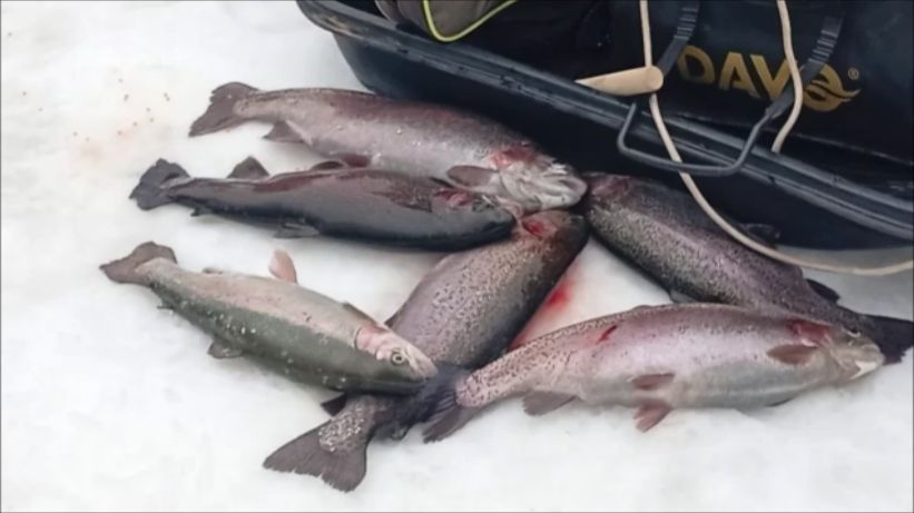 Послеобеденные поимки форели на Спорт-зоне. Работают активные и пассивные снасти. Клёвое место ЛО. смотреть онлайн