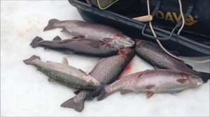 Послеобеденные поимки форели на Спорт-зоне. Работают активные и пассивные снасти. Клёвое место ЛО.