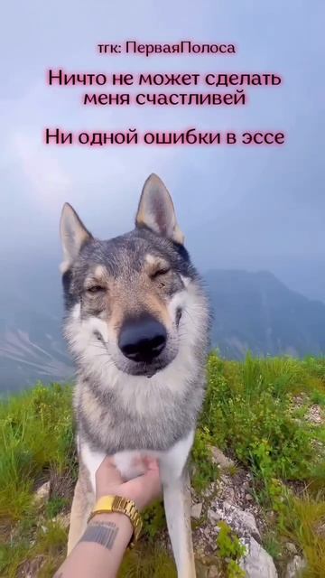 Поступаешь на журфак? Подписывайся, чтобы выиграть олимпиады и сдать ДВИ!