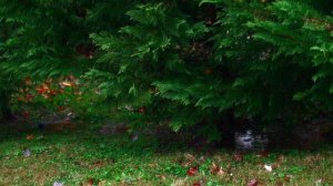 pine-forest-wallpaperwaves-com