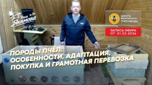Породы пчёл: особенности, адаптация, покупка и грамотная перевозка
