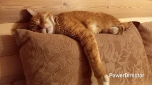 Наш кот Тимофей.