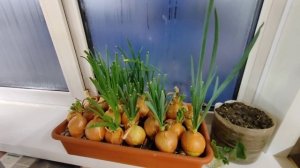 Сибирские морозы задерживаются.