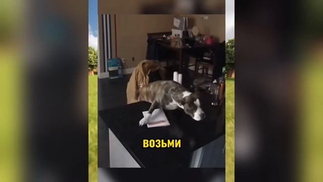 ВИРУСНЫЕ_ВИДЕО_Подборка_смешные_моменты_№3