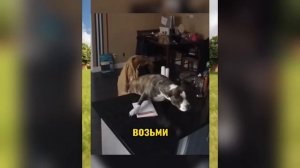 ВИРУСНЫЕ_ВИДЕО_Подборка_смешные_моменты_№3