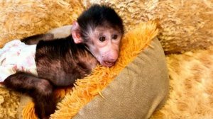 Николь ПРОСТО В ШОКЕ от того, КОГО ей принес Денис🧸